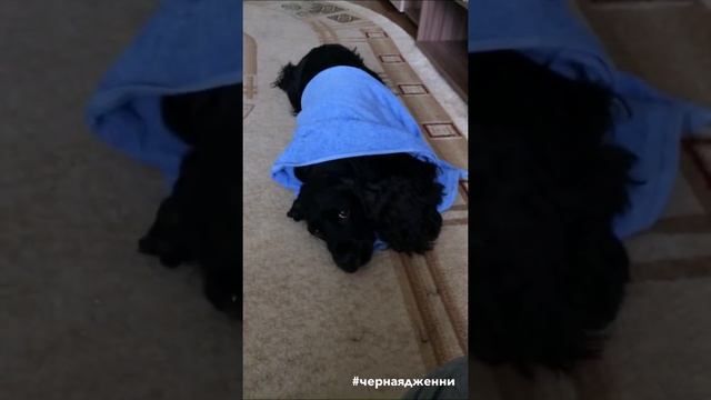 Дрессура собаки. Черная Дженни. смотреть онлайн