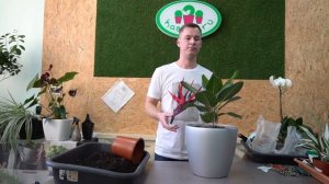 Священный Фикус Бенгаленсис Одри