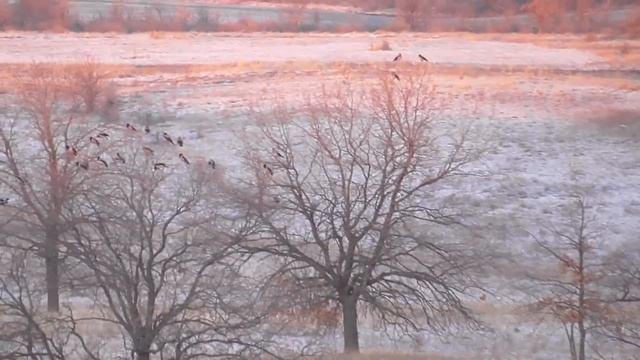 Эй охотник!Как проворонить лису? Да очень просто!!!Охота на лису с манком.