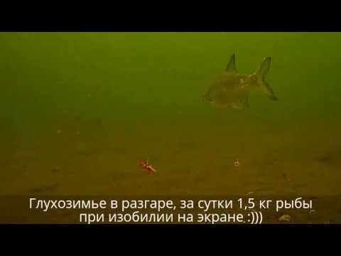 На Аргази за лещём с камерой FocusFish