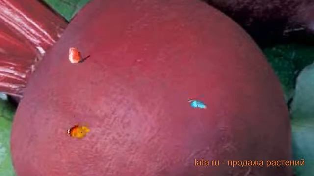 Свекла столовый Бона (bona) ? столовый свекла Бона обзор: как сажать, семена свеклы Бона смотреть онлайн