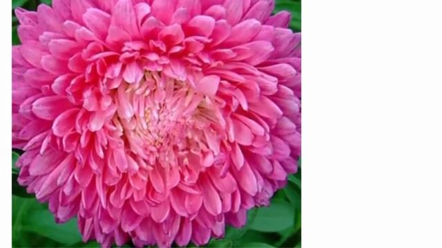 Бесподобные сорта Астр смотреть онлайн