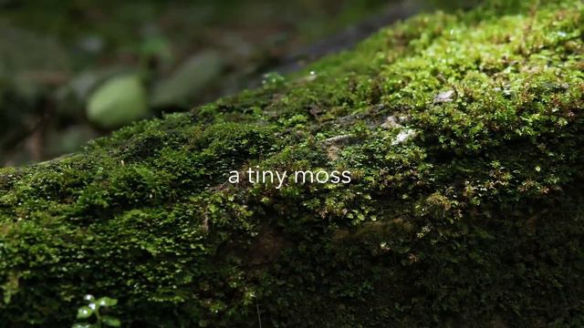 Mibelle Biochemistry | MossCellTec™ Aloe | Teaser смотреть онлайн