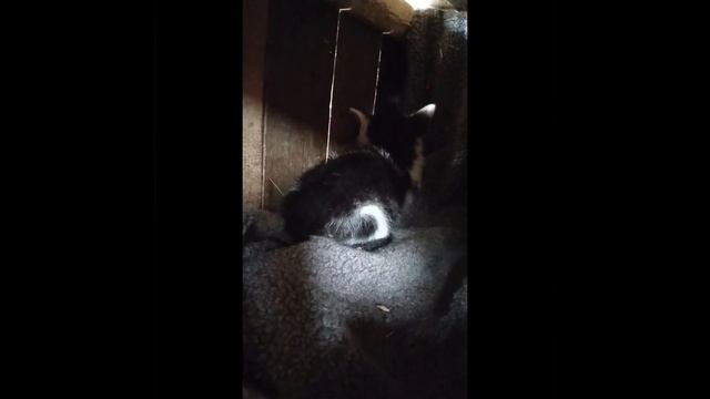 Вот они котята, растут быстро) смотреть онлайн