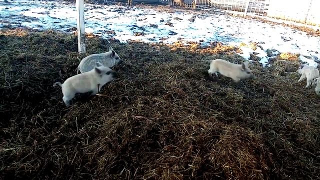 Поросята породы Венгерская Мангалица смотреть онлайн