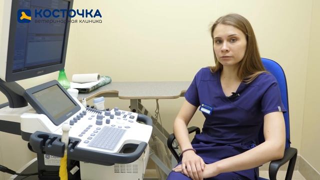 Подготовка кошки или собаки к сдаче анализов и УЗИ смотреть онлайн