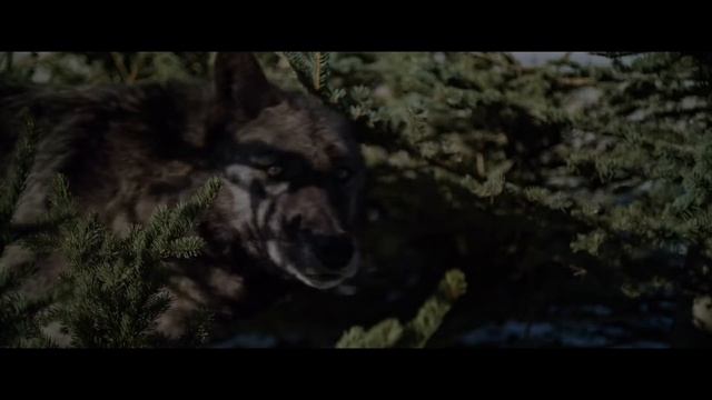 Охота на волка - русский трейлер — Девон Сава, Камилла Салливан, Саммер Х. Хауэлл смотреть онлайн