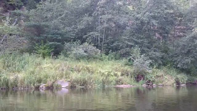 Абава, сплав по красивой реке 28.08.2016 смотреть онлайн