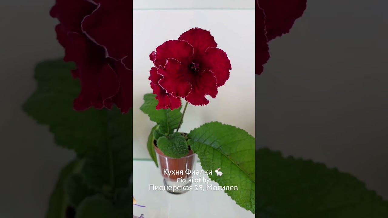 Студия Кухня Фиалки . Август. смотреть онлайн