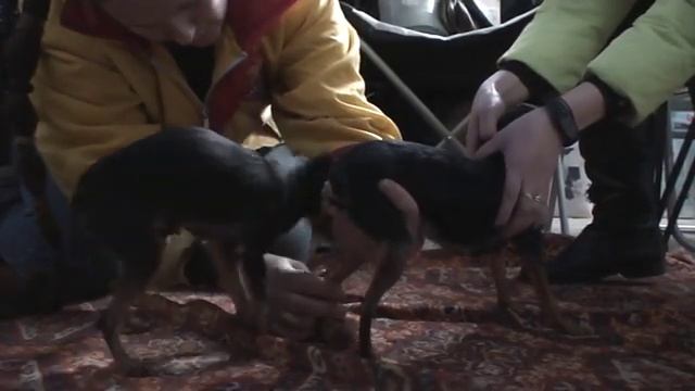 ВЯЗКА СОБАК породы той-терьер. Помощь инструктора. / breeding dogs смотреть онлайн