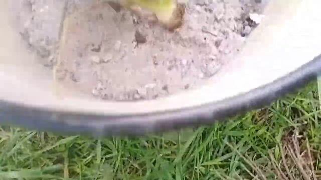 Ирисы бородатые:когда делить смотреть онлайн