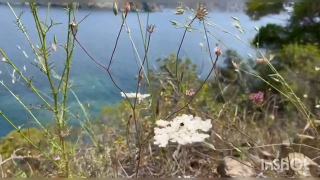 Цветы гор | Кемер | Турция | Красота природы смотреть онлайн