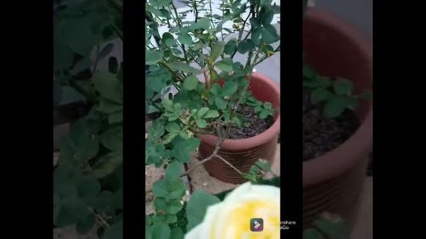 Rose Plant - Id Lemon Pompon Freelander