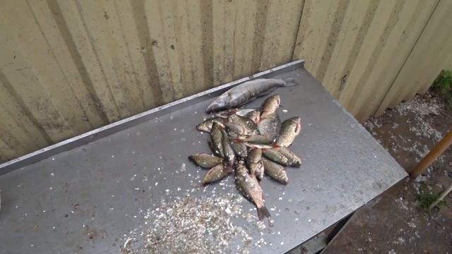 Рыбалка на ВЫШКЕ 2021 День 4. Астраханская область р Бахтимир Ловим рыбу на ужин Делаем пилькеры смотреть онлайн