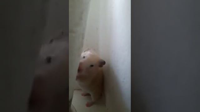 Хомячок Анджела смотреть онлайн