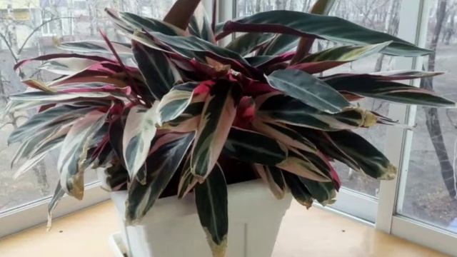 Пересадка строманты. Датальна інформація в описах! смотреть онлайн