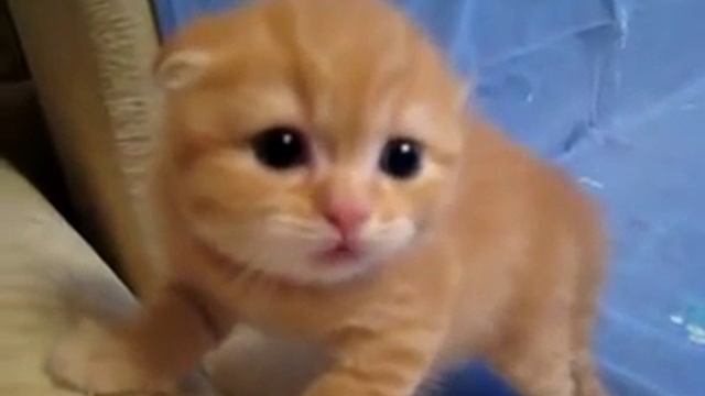 Самый милый котёнок в мире ^_^ смотреть онлайн