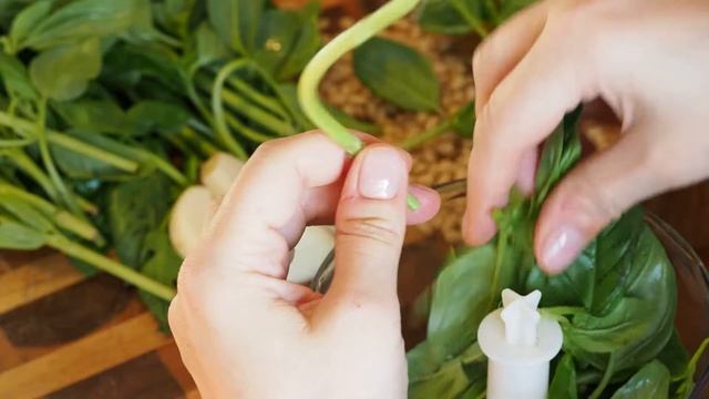Cooking Italian Pesto alla Genovese sauce. Приготовление итальянского соуса песто. смотреть онлайн