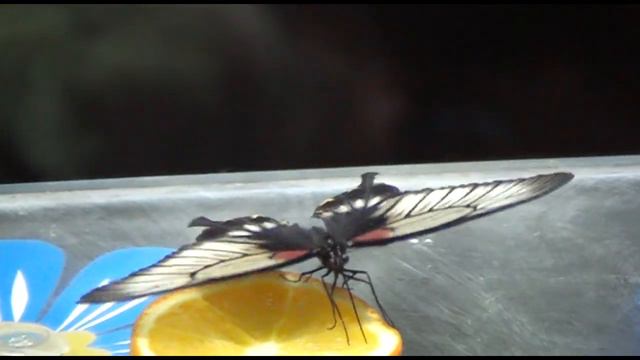 Тропические бабочки любят апельсины смотреть онлайн