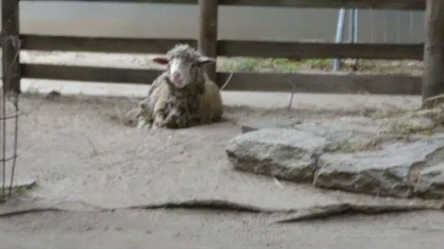 Немецкий баран, Берлин август 18 смотреть онлайн