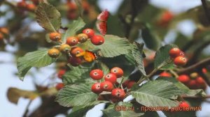 Рябина круглолистная (sorbus aria) ? круглолистная рябина обзор: как сажать, саженцы рябины