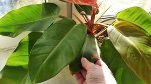 Филодендрон Принц оф Оранж