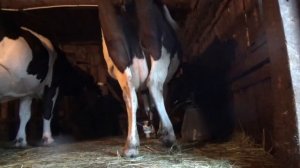 Как подоить корову, которая брыкается!Вечерняя дойка!