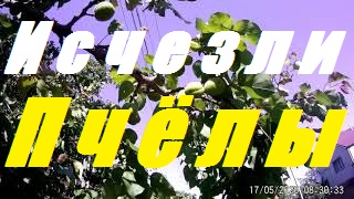 Без пчел нет жизни на Планете Земля.63% нашего питания напрямую зависит от пчел..mp4 смотреть онлайн