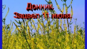 Календарь медоносов, медоносы июня, в Казахстане, Акмолинской области, город Щучинск.