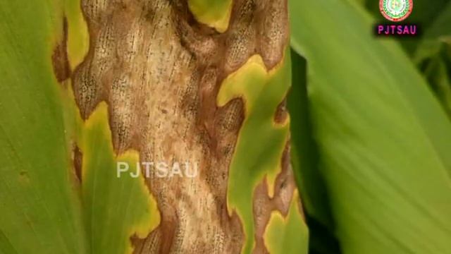 LEAF SPOT AND BLOTCH MANAGEMENT IN TURMERIC смотреть онлайн