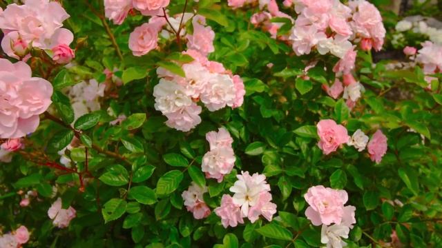 Музыка для расслабления миллион алых роз Пугачева ?из окна видишь ты музыка для поднятия настроения смотреть онлайн