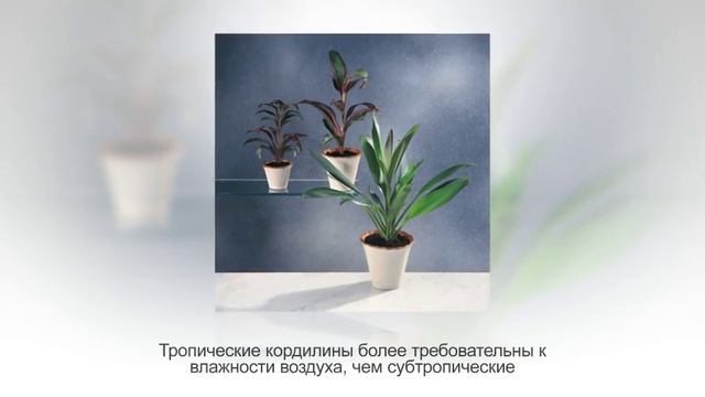 КОРДИЛИНА - миниатюрная ДРАЦЕНА. Особенности ухода в домашних условиях смотреть онлайн