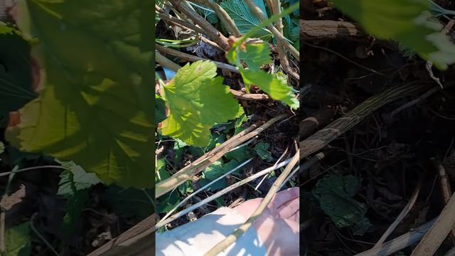 Обрезка смородины с одновременным сбором урожая.11.07.23.Сев Каз .Ч.553. смотреть онлайн