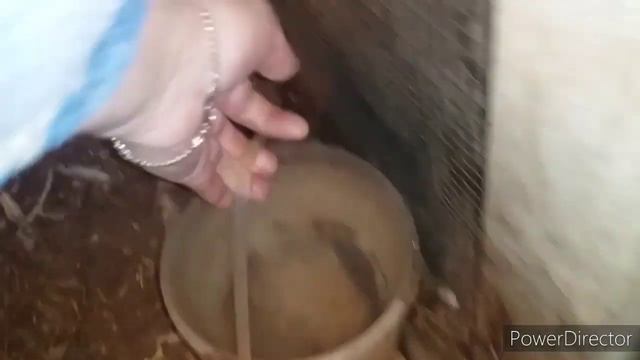 Домашние Цыплята// Цыплятам 2 Недели смотреть онлайн