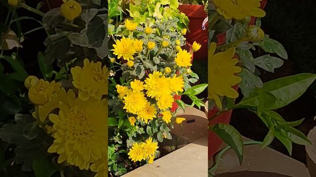 Beautiful Yellow Chrysanthemum Flowers Plant in My Little Garden, KK Home Gardening, chrysanthemum смотреть онлайн