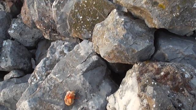 Из жизни диких животных и птиц.Моя дружба с ними. смотреть онлайн