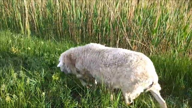 Молочные овцы "Александровские многоплодные". Вымирающая порода. смотреть онлайн