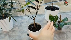 КРОТОН СУШИТ КОНЧИКИ ЛИСТЬЕВ - разбор причин и решений. Сосудистое увядание. Ошибки при поливе.