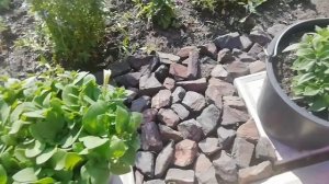 ПОЧЕМУ Я ПЕТУНИЮ ПОЮ ЛИМОННОЙ КИСЛОТОЙ. ЧТО ДАЁТ ТАКОЙ ПОЛИВ.
