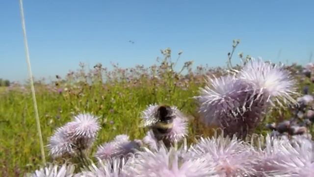 Samsung wb700- Мой ФотиГ Лето смотреть онлайн