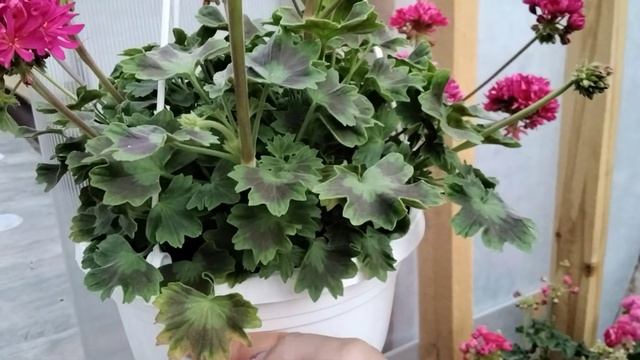 #162.Июльский обзор цветения пеларгоний, часть 2я! смотреть онлайн