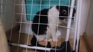 Кошачий Побег из тюрьмы