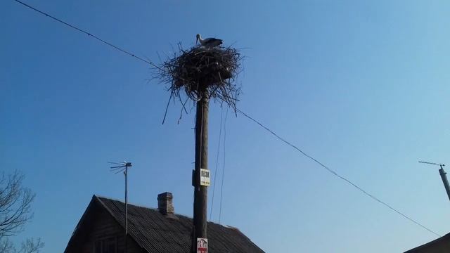 12 мая жара \ приехали на дачу \ аисты прилетели \ привезли рассаду \ съездили на родник за водой смотреть онлайн