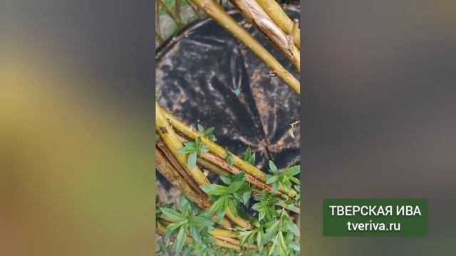 Моя плетёная беседка - шалаш из сортовой ивы ? смотреть онлайн