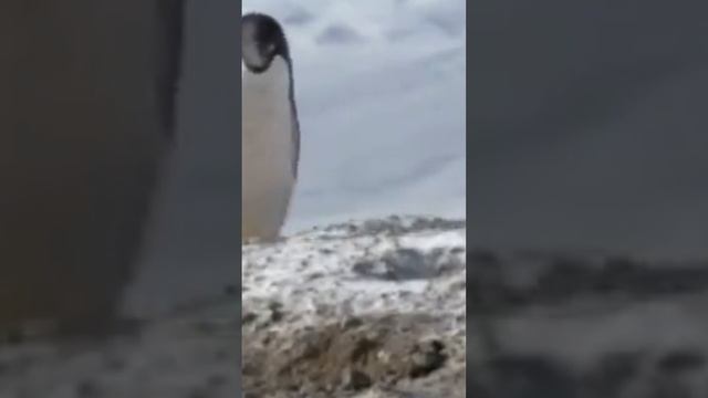 Какие же они милые! интересный факт о пингвинах..) смотреть онлайн