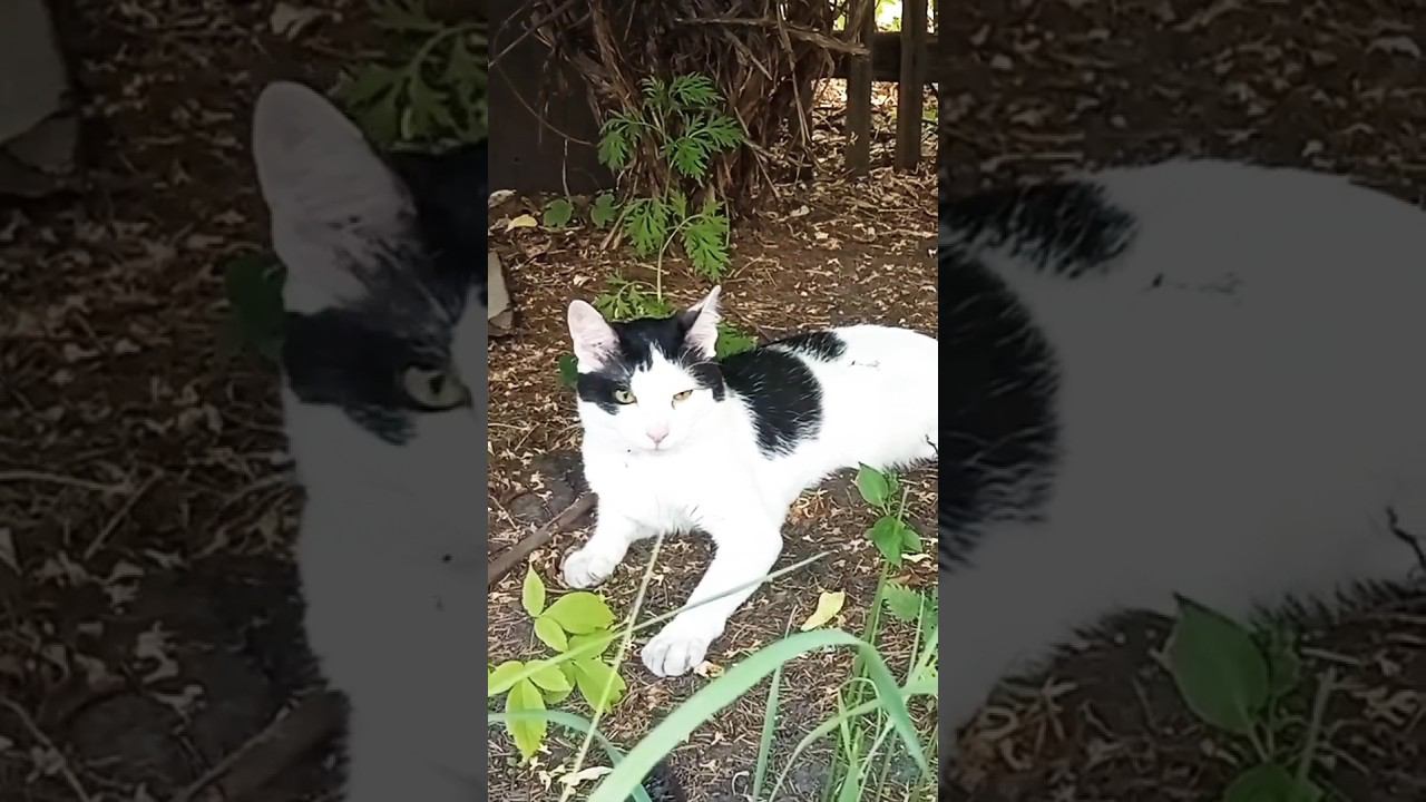 Марсик отдыхает в отпуске #питомцы #cat #милота #кошка #кот #дача смотреть онлайн
