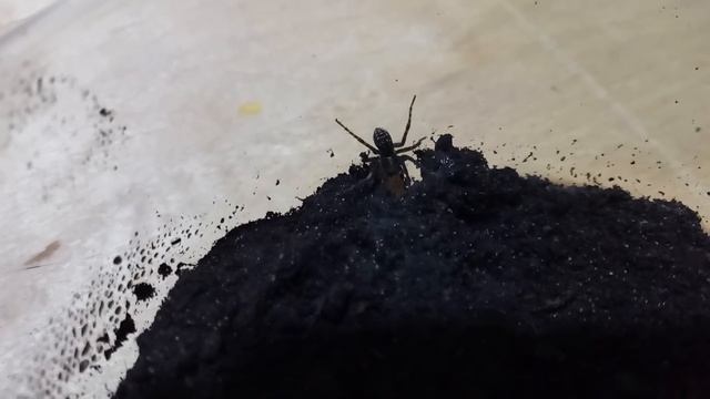 #138 МАЛЕНЬКИЕ И КРОВОЖАДНЫЕ. КОРМЛЕНИЕ ОПАРЫШЕМ. FEEDING LITTLE SPIDERS. MAGGOT смотреть онлайн