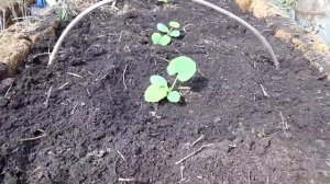 Выращивание кабачков от А до Я   Рассада кабачков