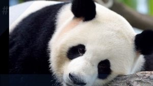 30 интересных фактов о пандах
