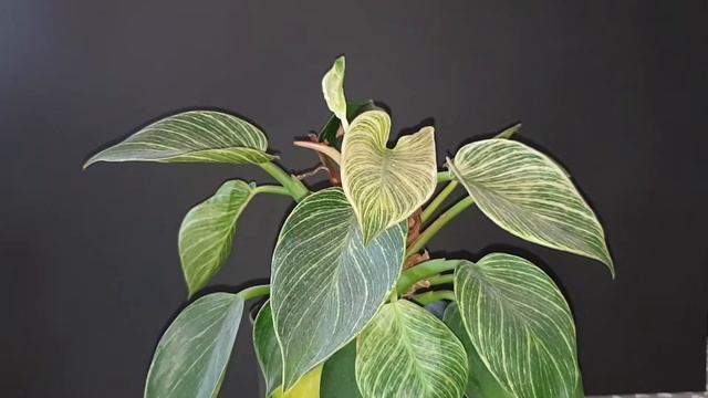 Philodendron Birkin Care Tips смотреть онлайн